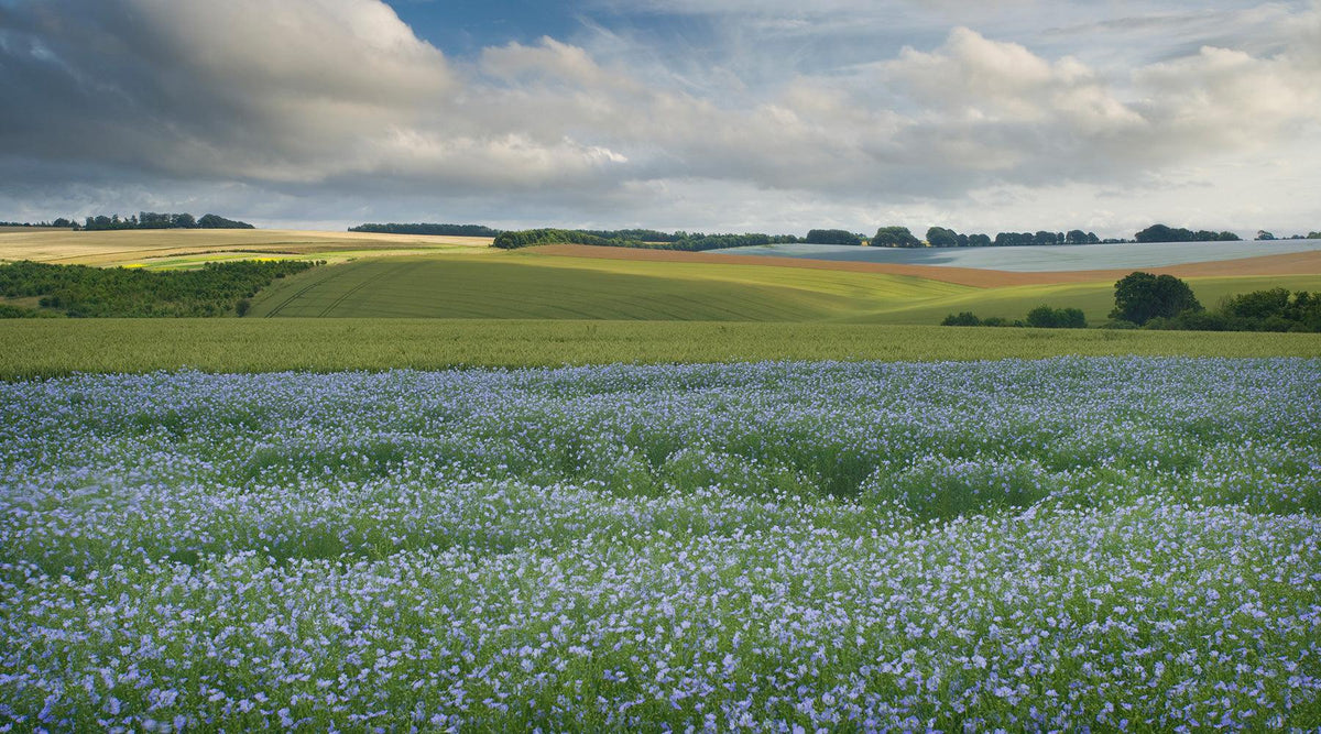 Eco benefits of Belgian Flax Linen – Draperly