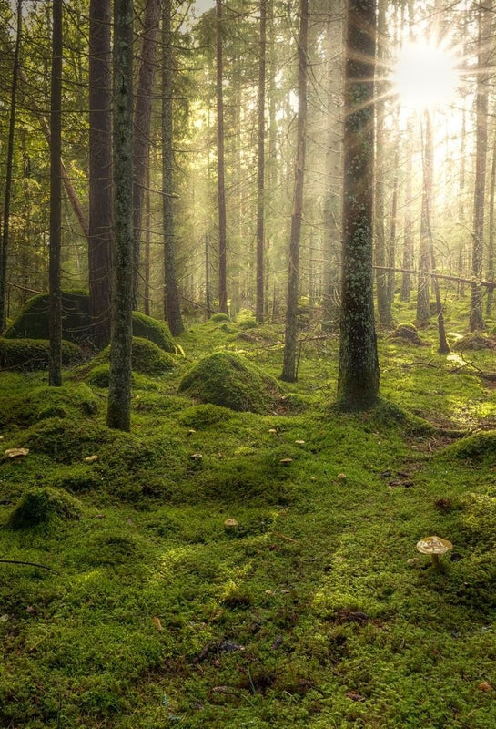 Norwegian forest landscape